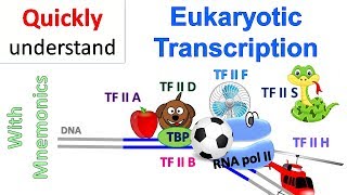 Eukaryotic Transcription [upl. by Ahsiuqal]