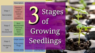 3 Stages of Planting Seedlings for Beginners [upl. by Harald353]