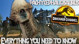 What was the Pachycephalosaurus  The Dinosaur Channel [upl. by Naus]