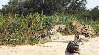 2 Male Jaguars Fight on the Beach [upl. by Thgirw]