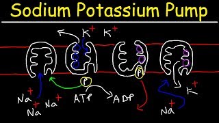 Sodium Potassium Pump  Active Transport [upl. by Sands]