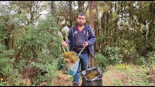 Buscando adorno Navideño en el monte musgo  con la familia [upl. by Os]