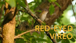 Redeyed Vireo [upl. by Letrice301]