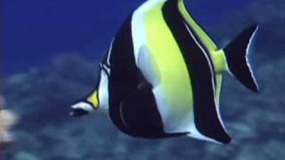 Moorish Idol [upl. by Kenric688]