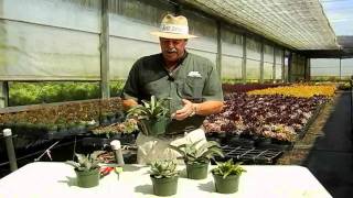 Succulent Agave Care Instructionsavi [upl. by Elaine]