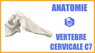 ANATOMIE  Septième vertèbre cervicale et côte surnuméraire [upl. by Valdemar]