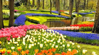 Keukenhof Gardens and Tulip Fields Tour from Amsterdam [upl. by Etnom]