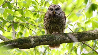 Barred Owls calling [upl. by Elda874]