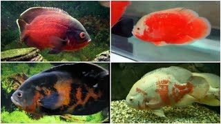 12 Different Types of OSCAR fish [upl. by Rebme]