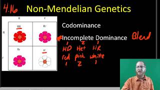 NonMendelian Inheritance [upl. by Aisitel950]