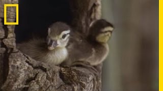 Tiny Ducklings Leap from Tree  National Geographic [upl. by Noivart780]