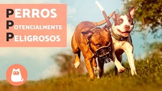 Perros potencialmente peligrosos en España PPP [upl. by Aspasia]