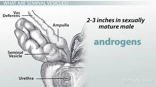 Seminal Vesicles Definition amp Function [upl. by Inattirb]