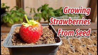 How To Growing Strawberries From Seeds 2019 [upl. by Rieth]