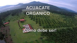 🥑 Producción Aguacate Organico 2022 Michoacan México 👉 Humberto Moro Cosecha de Agua de lluvia [upl. by Canty]