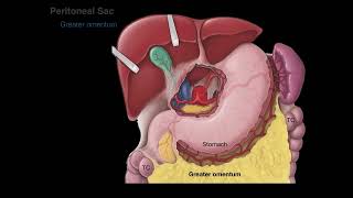 Peritoneum tutorial [upl. by Klemm273]