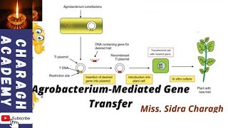 Plant Transformation Using Agrobacterium tumefaciens ✍✍ [upl. by Aikym]