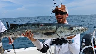 Epic Barracuda Fishing Action  ft Hushin [upl. by Orecic]