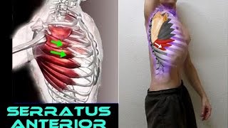 SERRATUS ANTERIOR  6 Functional Exercises [upl. by Noiramed]