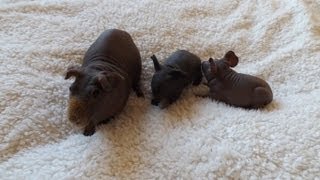 Hairless Guinea Pig amp Cute Babies [upl. by Ahsytal484]