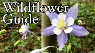 Wildflower guide to the Rocky Mountains  Colorado wildflowers identification [upl. by Phelps]