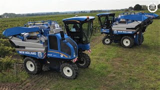 🍇 VENDANGES avec 2 New Holland 🍇 [upl. by Griffy]