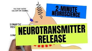 2Minute Neuroscience Neurotransmitter Release [upl. by Ylrae]