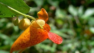 Jewel Weed Seed Pods Explode [upl. by Liban73]