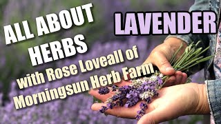 78 Lavender  Morningsun Herb Farms 8video series quotALL ABOUT HERBSquot with Rose Loveall [upl. by Gnilyam]