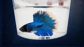 5 Best Places to Buy a Betta Fish [upl. by Ibloc]