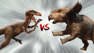 Protoceratops vs Velociraptor Fight  And the Winner Is  Dinosaur Battle Videos 2018 [upl. by Megan]