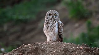 Bird sounds – Shorteared owl Asio flammeus [upl. by Behlke]