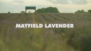 Mayfield Lavender Farm [upl. by Ayotna]