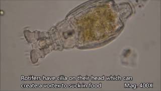 Rotifers under the microscope [upl. by Ecinahs]