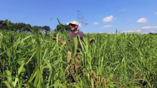 Rotational Grazing Cows in INSANELY Tall Grass [upl. by Ynelram]