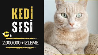 DİŞİ KEDİ SESİ amp GERÇEK KEDİ SESİ HD Yüksek Kalite ve Uzun Versiyon [upl. by Wilder884]