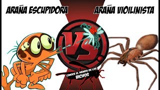 ARAÑA ESCUPIDORA VS ARAÑA VIOLINISTA  COMENTADO [upl. by Yttap]