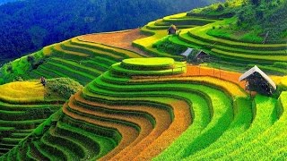 Wonderful Rice Terrace Fields in Mu Cang Chai  Vietnam [upl. by Wesley]