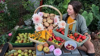 September Allotment Harvest  Homegrown Garden [upl. by Landers]