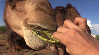 Camel eats cactus in seconds جمل [upl. by Nauqat]