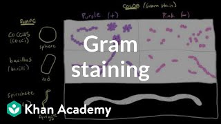 Bacterial characteristics  Gram staining  Cells  MCAT  Khan Academy [upl. by Ahsatniuq]