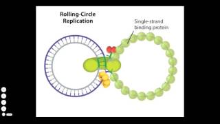 Rolling Circle Mechanism Plasmid Replication [upl. by Dolphin]