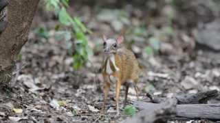 Lesser Mousedeer [upl. by Lilac]