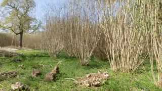 What is coppicing [upl. by Ahsircal421]