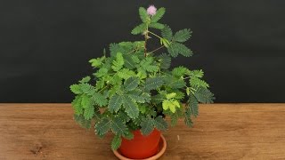 Growing the Sensitive Plant Mimosa pudica [upl. by Guido]