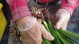 Treating amaryllis Hippeastrum off sets [upl. by Brianna]