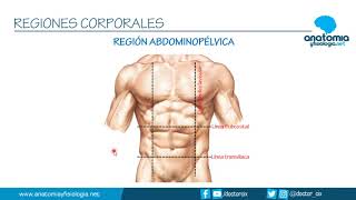 REGIONES CORPORALES  Resúmenes de Anatomía y Fisiología [upl. by Relly]