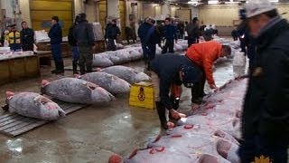 A tour of Tokyos largest fish market [upl. by Jess]