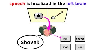 Brain Lateralization The Split Brain [upl. by Eelyac]