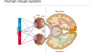 Intro Psych 52 Sensation and Perception  Vision [upl. by Wilen]